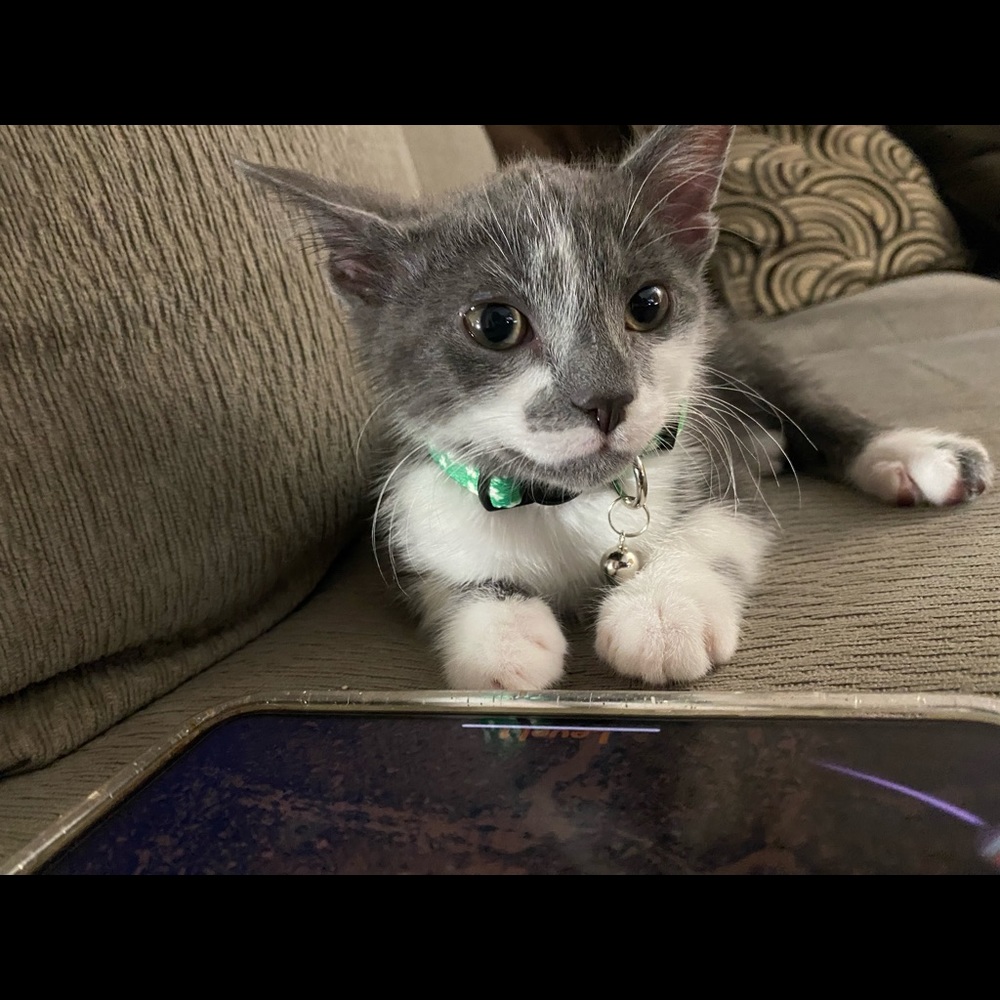 Meet your Posher, Kylee